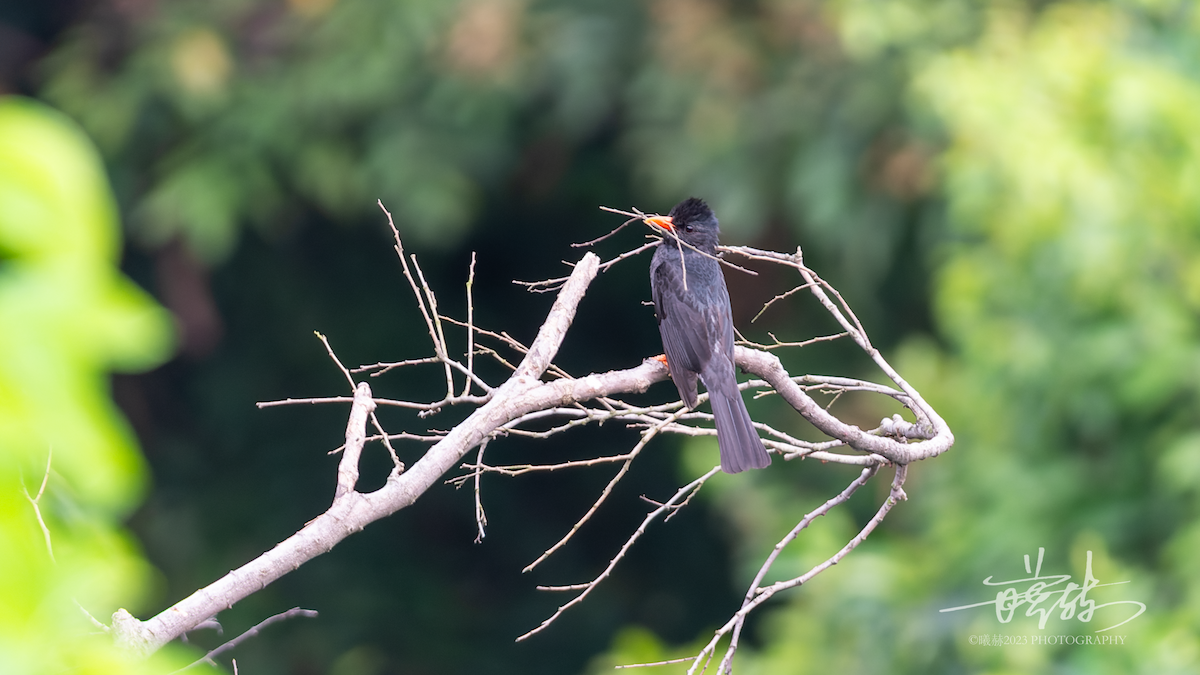 Kırmızı Gagalı Arapbülbülü - ML644656847