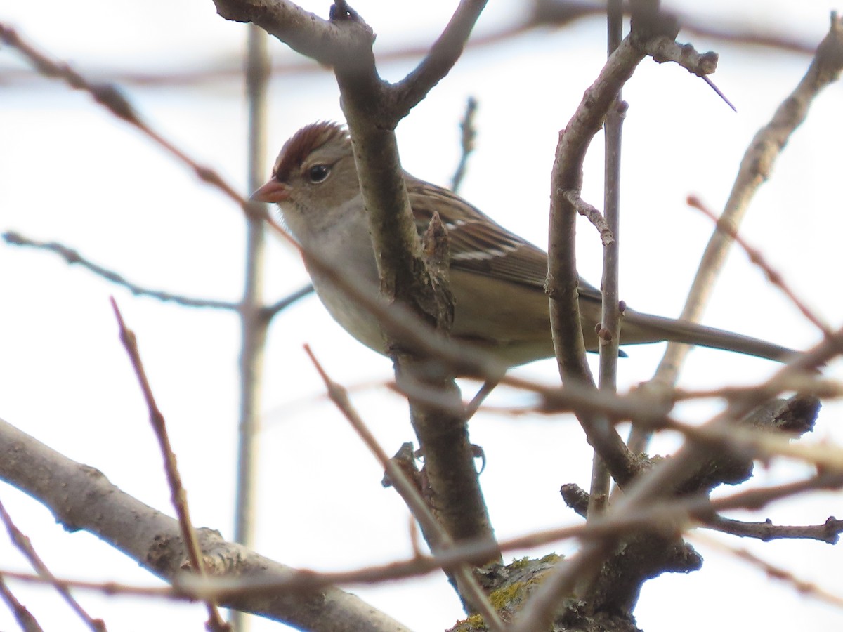 Porsuk Serçesi - ML644656848