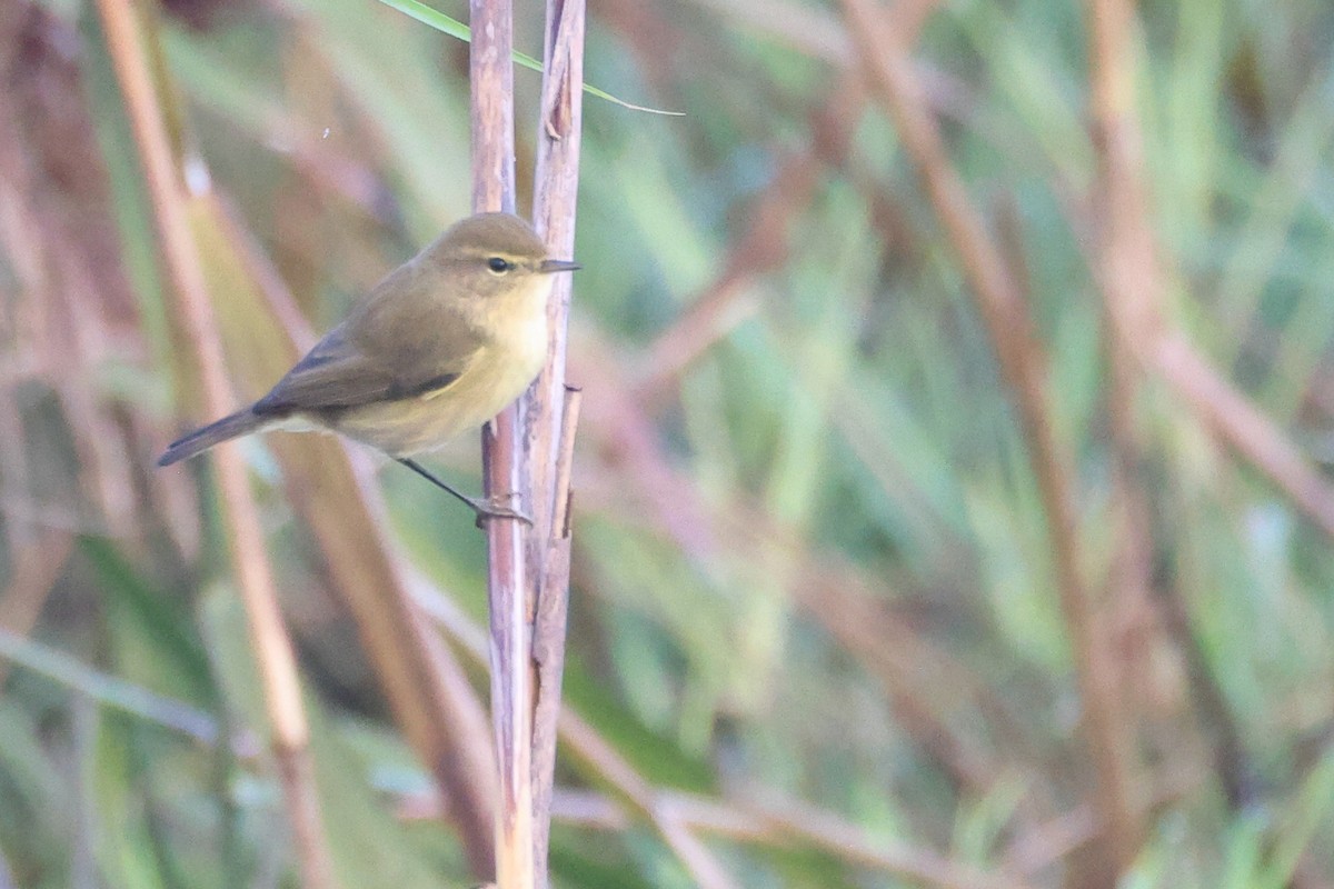 Çıvgın - ML644656849