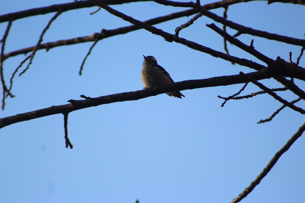 Yumuşak Tüylü Ağaçkakan - ML644656850