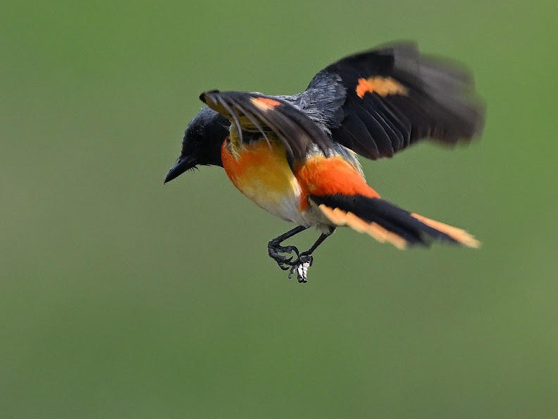 Zwergmennigvogel - ML644656851