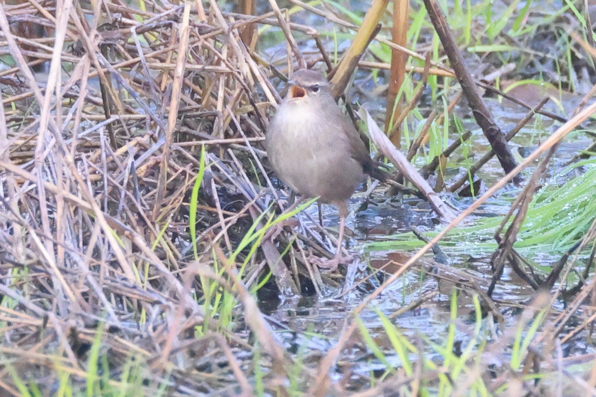 Kamışbülbülü - ML644656857