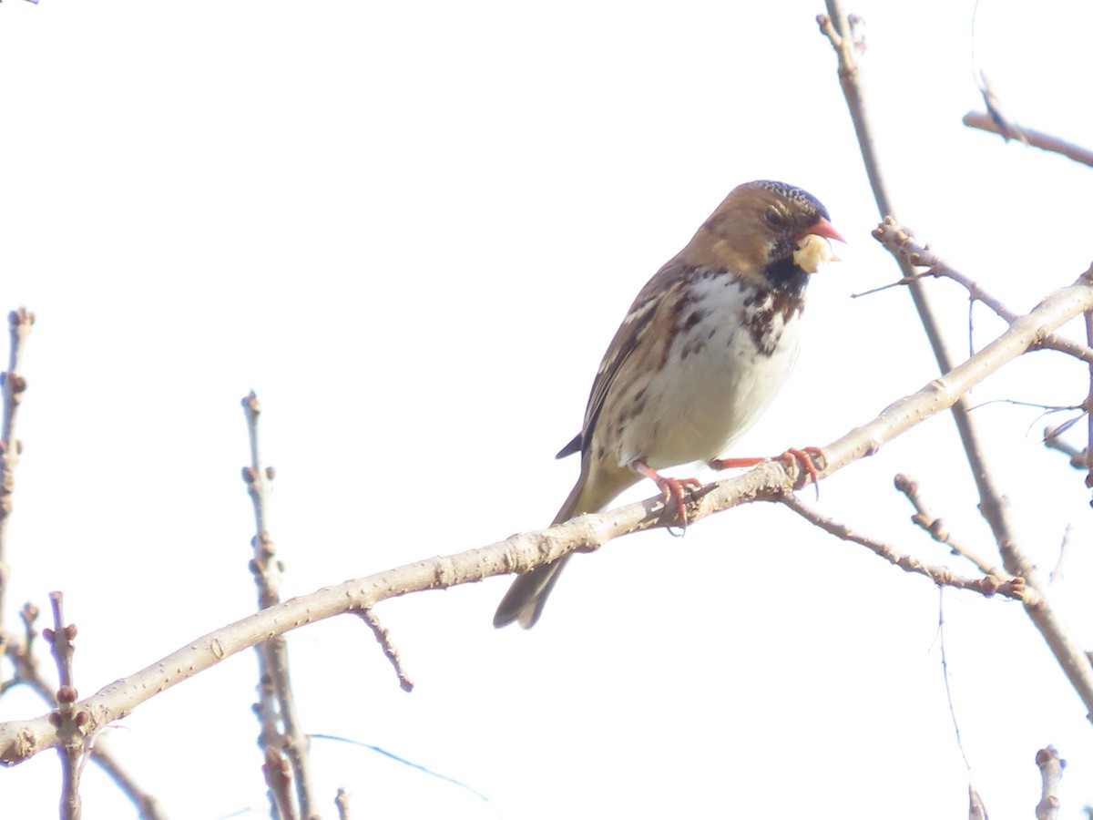 Harris's Sparrow - ML644656860