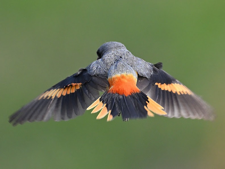 Zwergmennigvogel - ML644656861