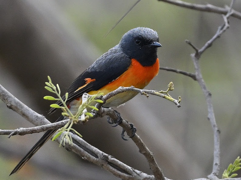 Zwergmennigvogel - ML644656863