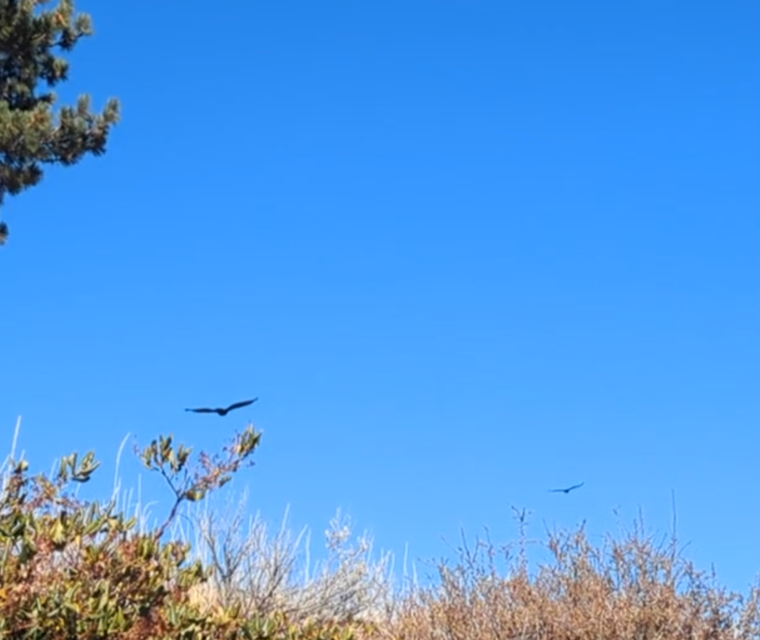 Цармын бүргэд - ML644656871