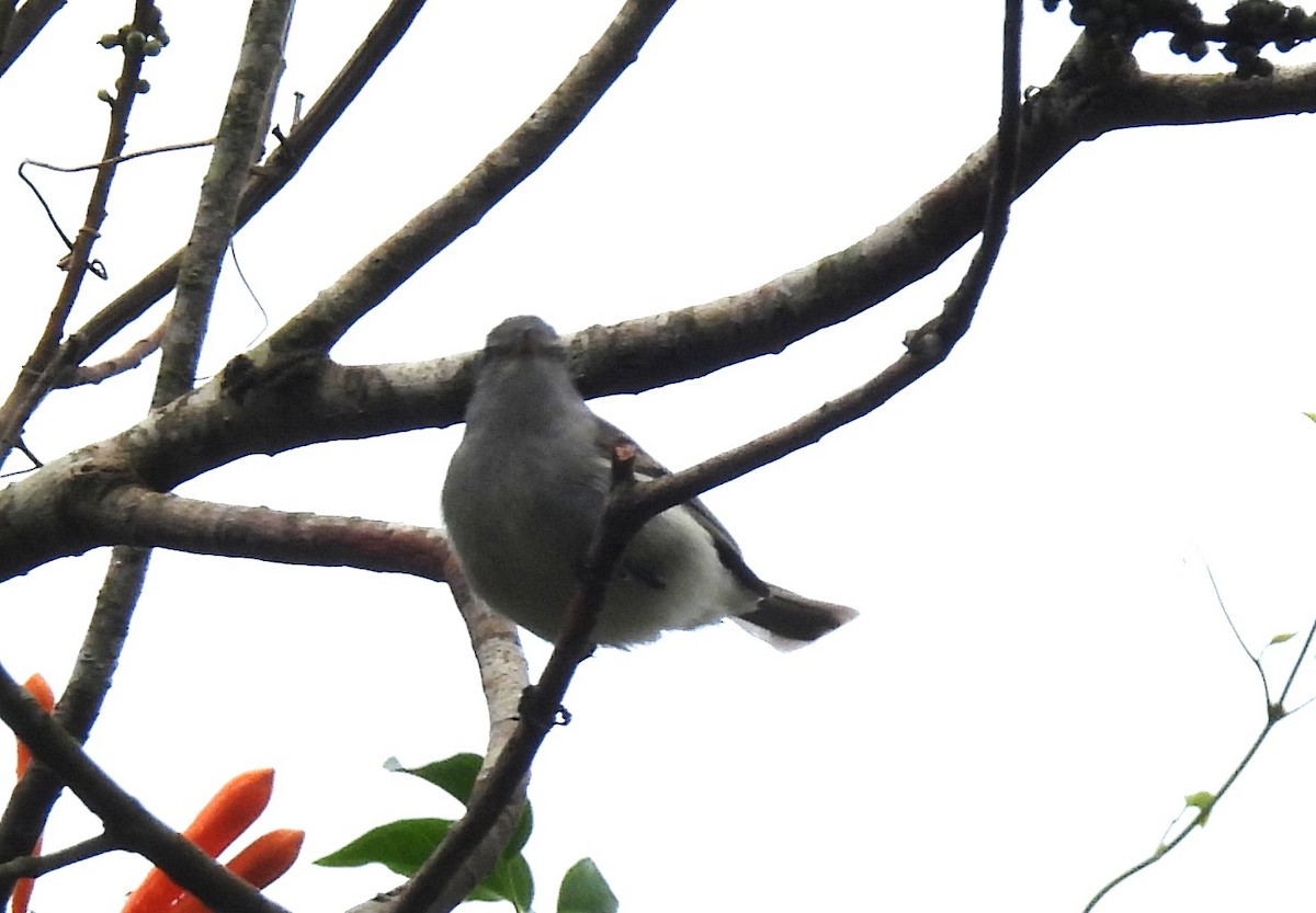 Southern Beardless-Tyrannulet - ML644656874