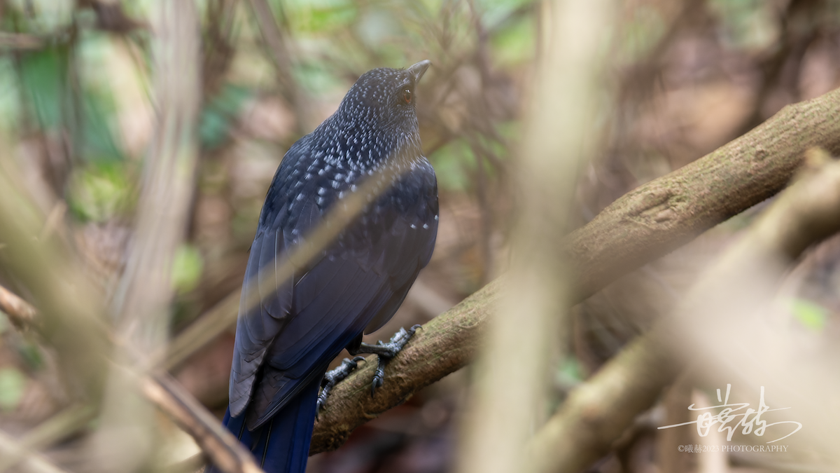 Blue Whistling-Thrush - ML644656882