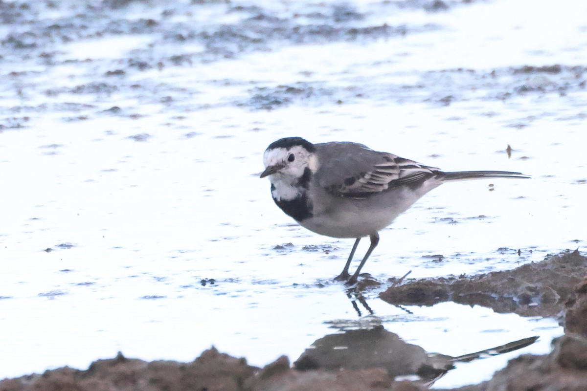 Bergeronnette grise - ML644656890