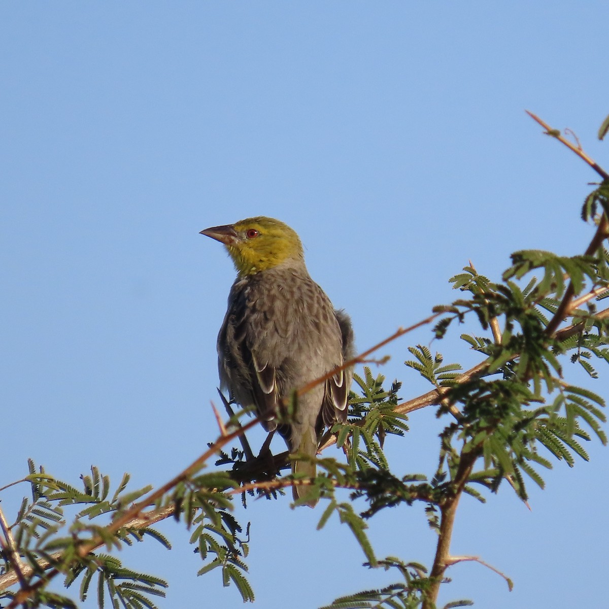 Tisserin du Cap - ML644656893