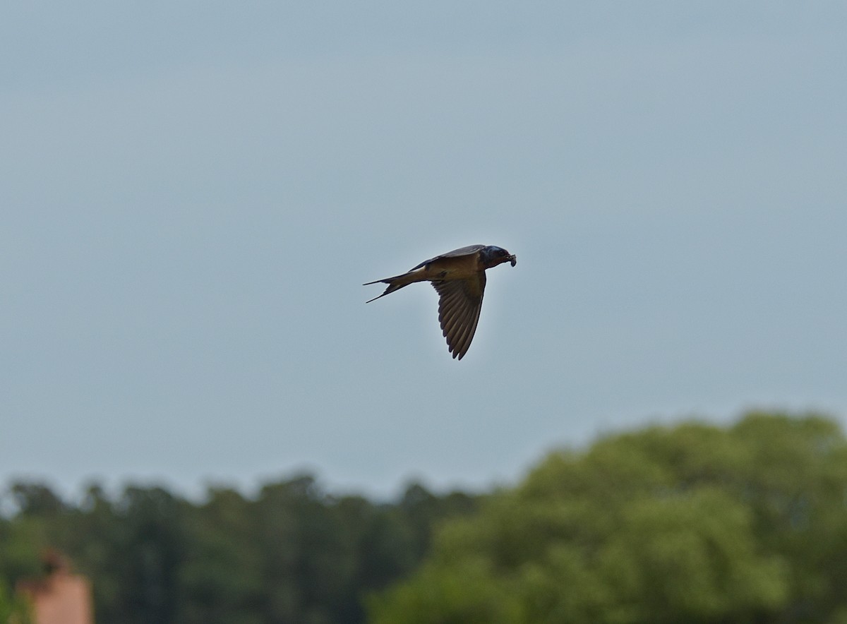 Ластівка сільська - ML644656898