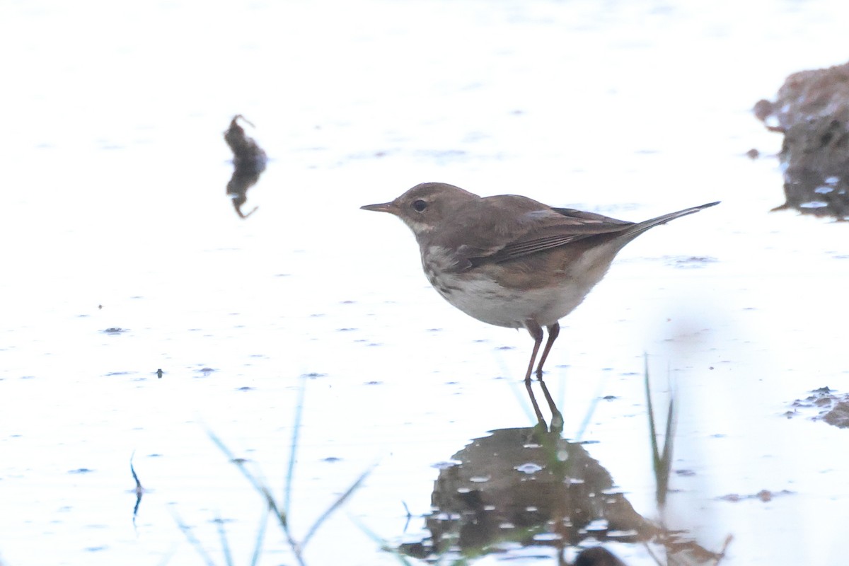 Pipit spioncelle - ML644656901