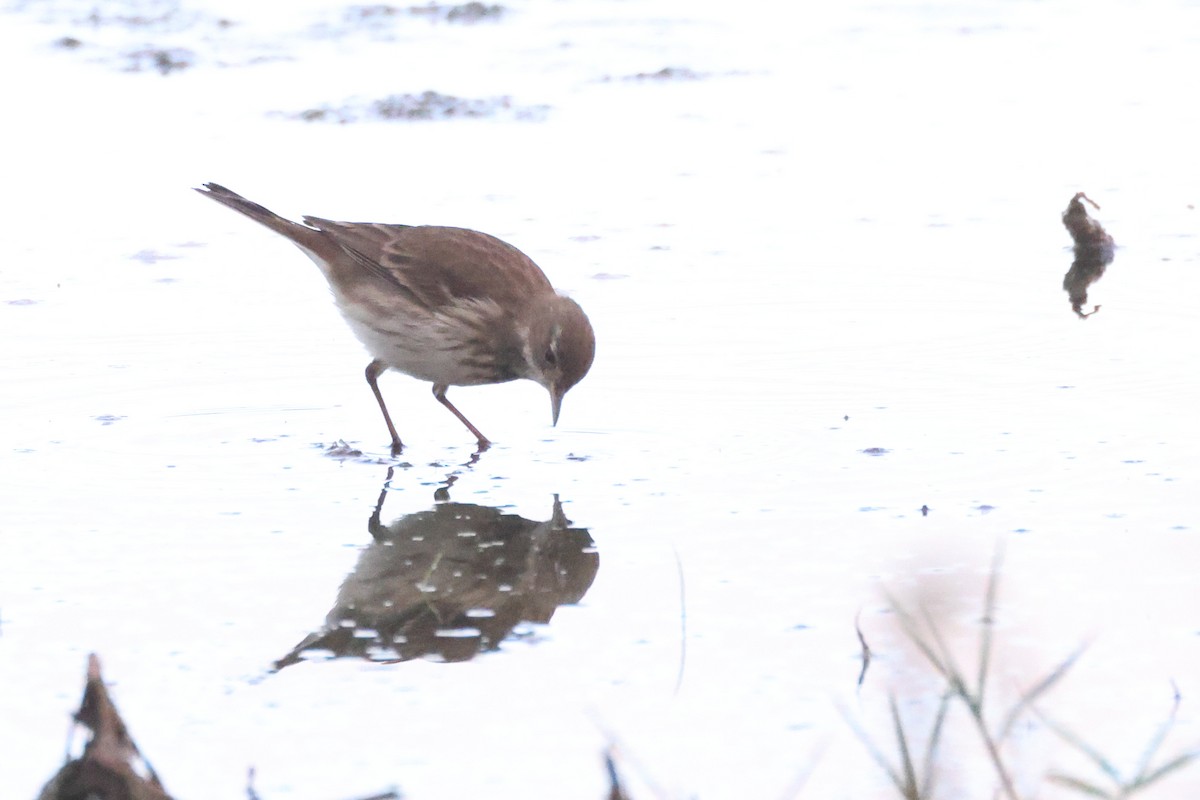 Pipit spioncelle - ML644656902