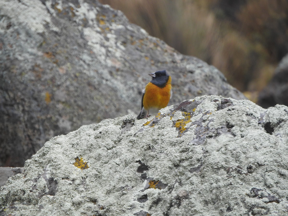 Phrygile du Pérou - ML644656903