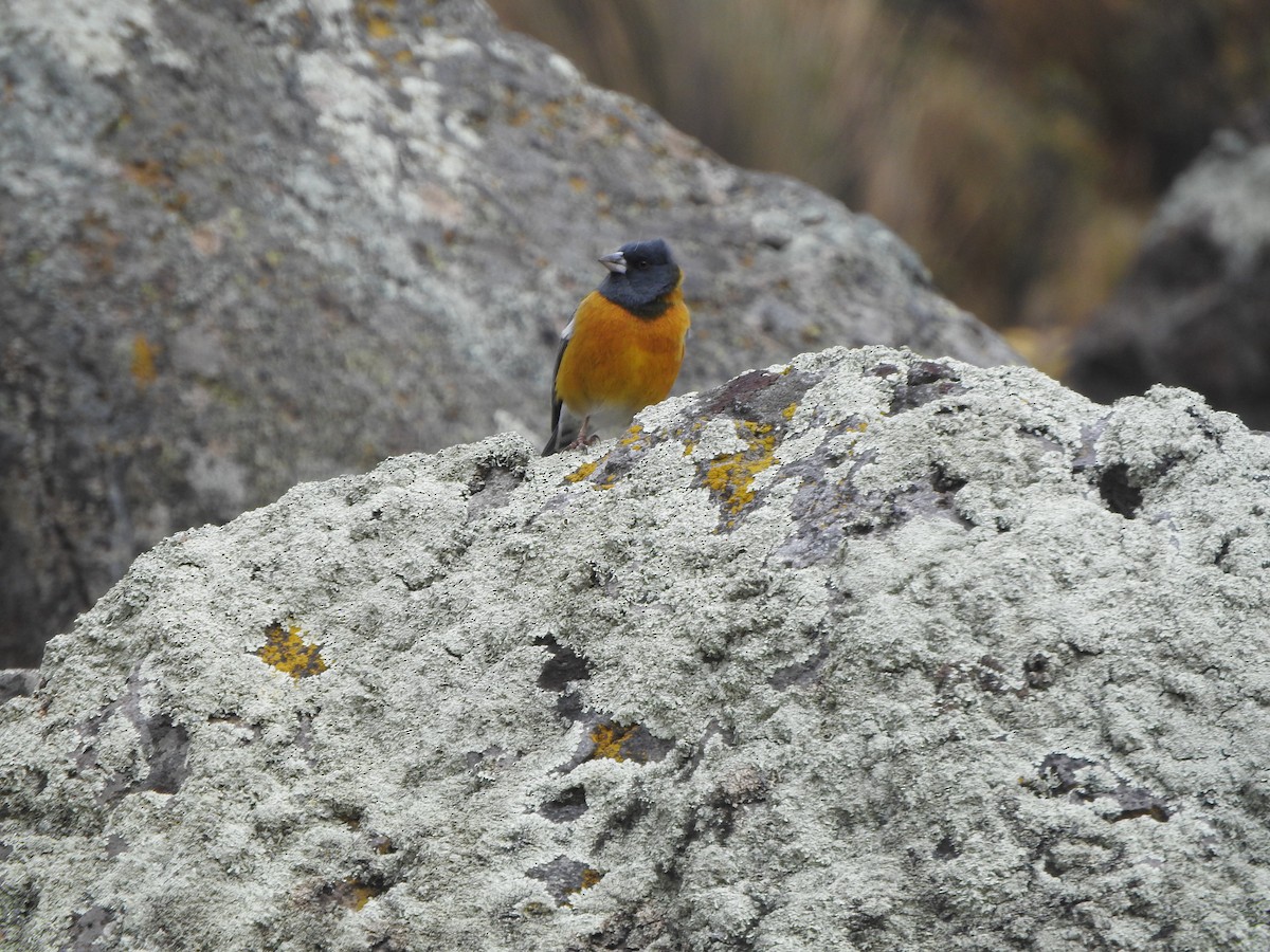 Phrygile du Pérou - ML644656904