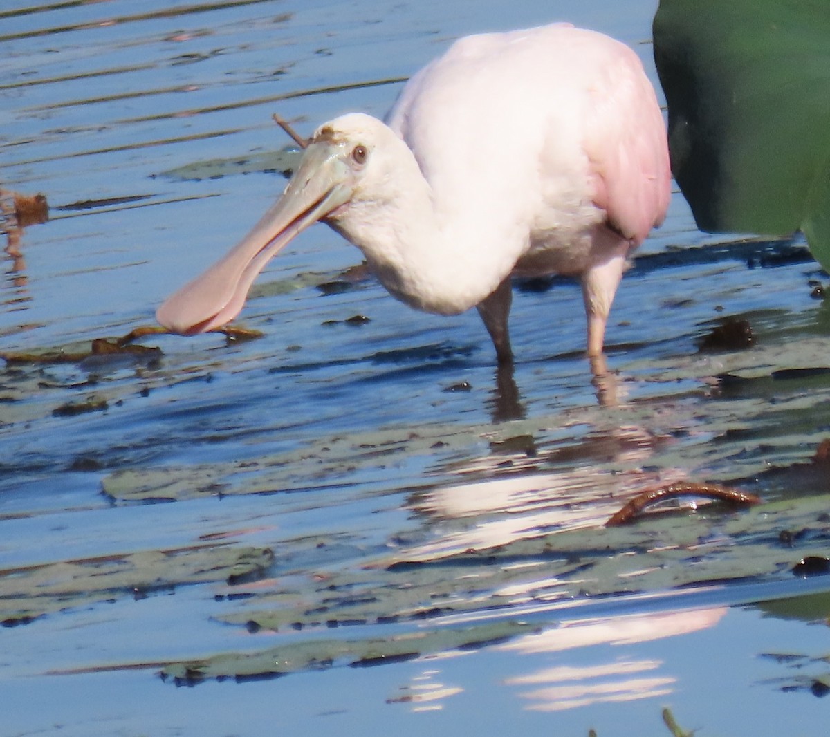 Spatule rosée - ML644656905