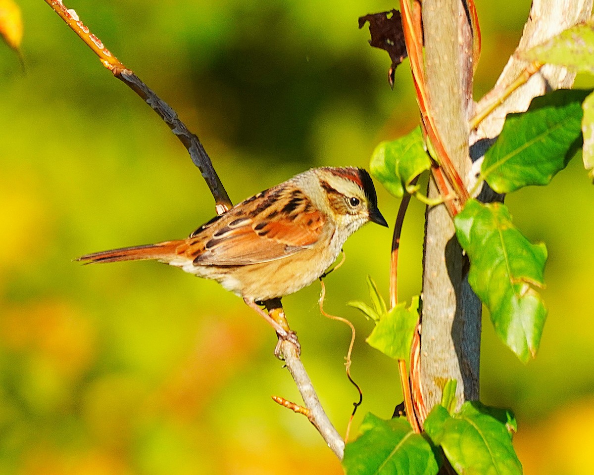 Bruant des marais - ML644656906