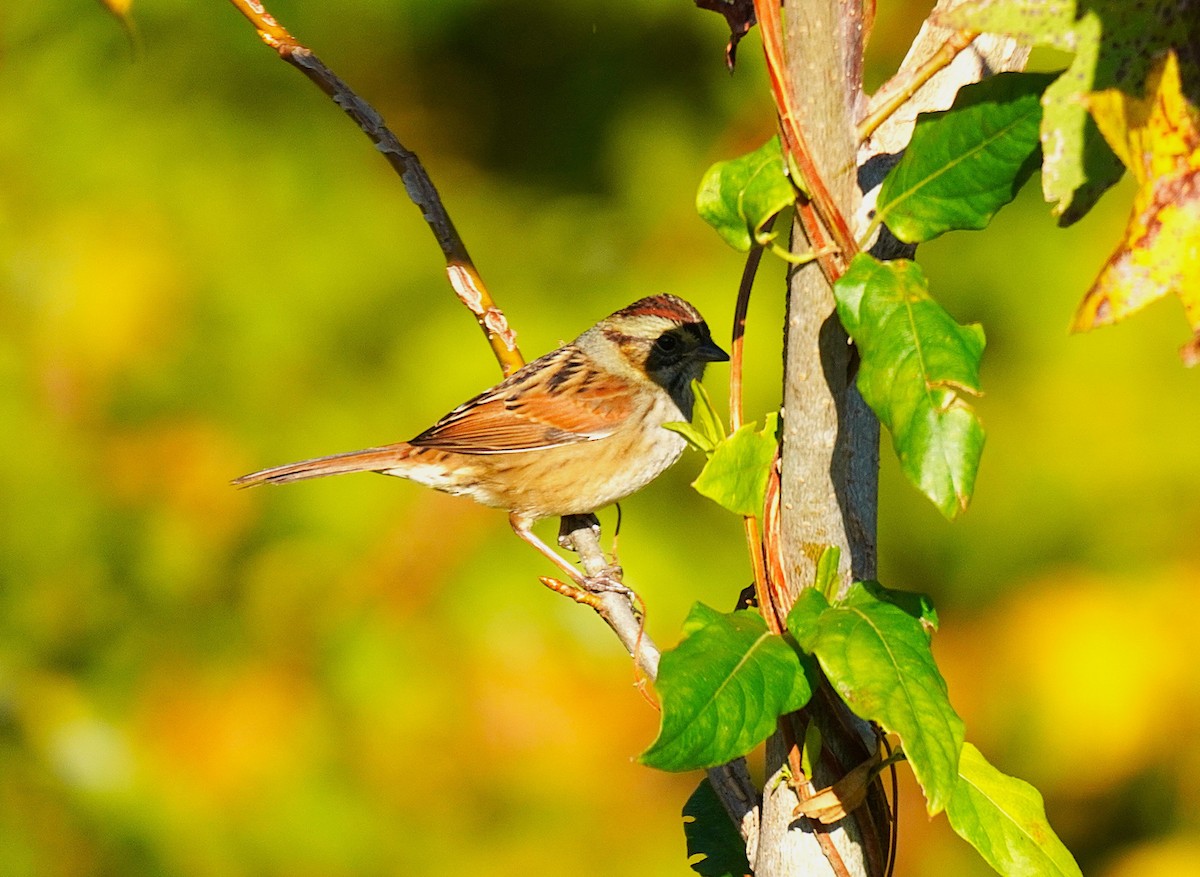 Bruant des marais - ML644656907