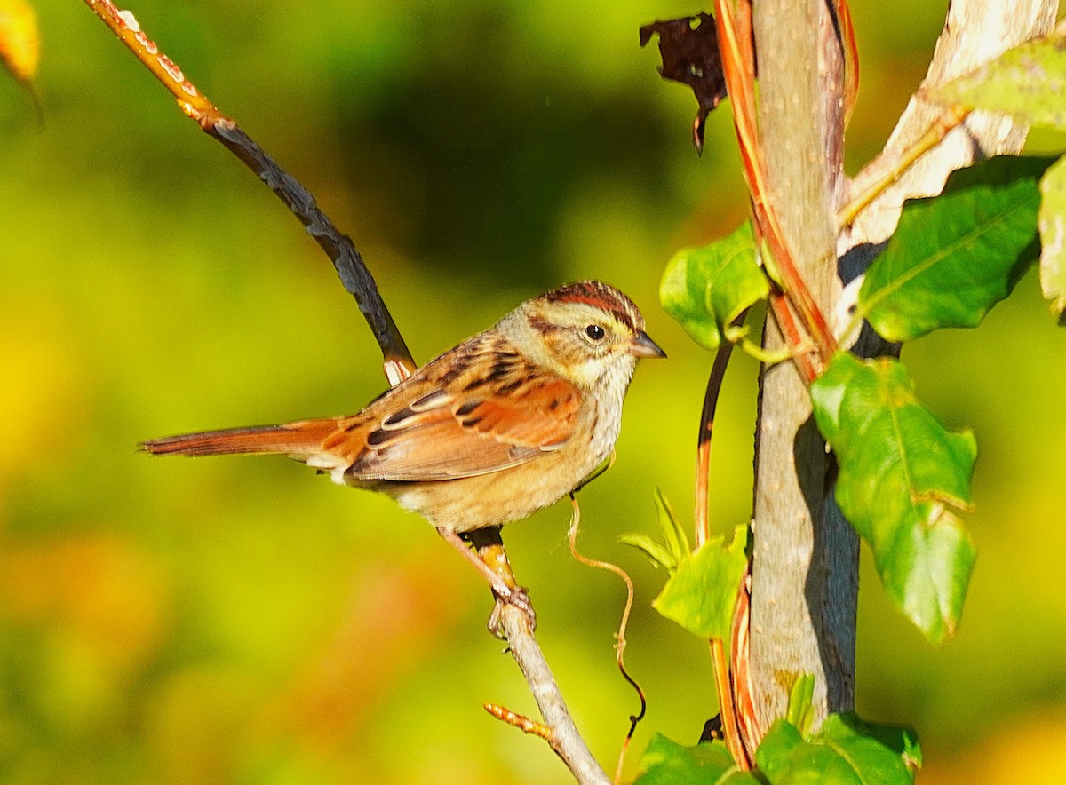 Bruant des marais - ML644656908