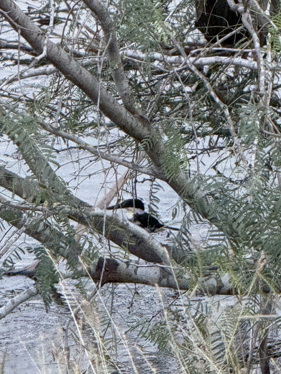 Martin-pêcheur vert - ML644656909