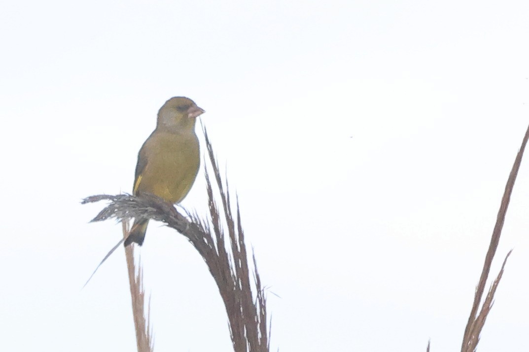 Verdier d'Europe - ML644656910