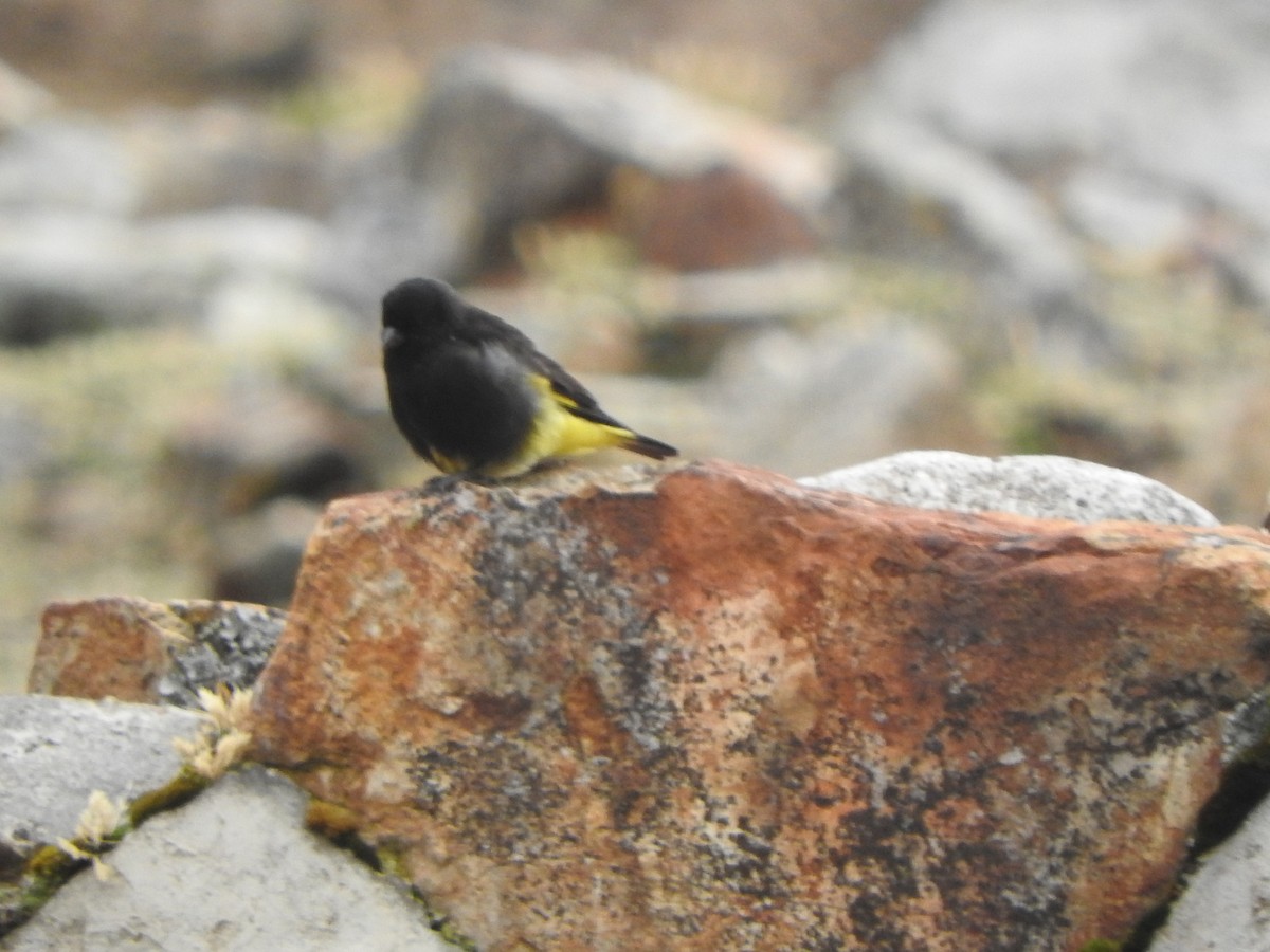 Tarin noir - ML644656912