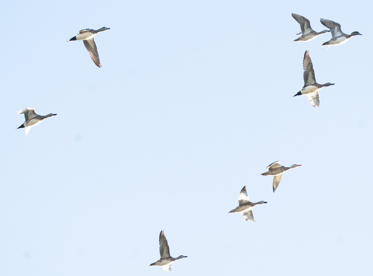 Canard d'Amérique - ML644656913