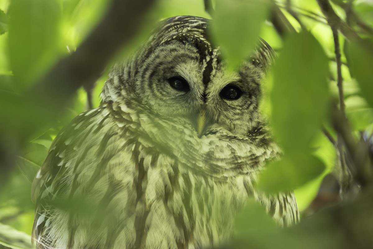 Chouette rayée - ML644656916