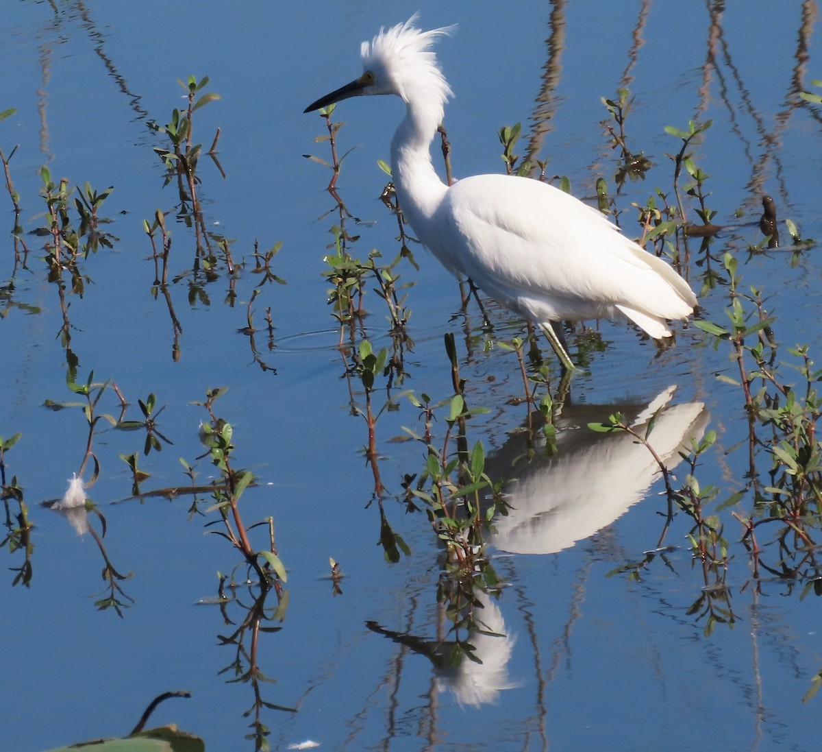 Aigrette neigeuse - ML644656917