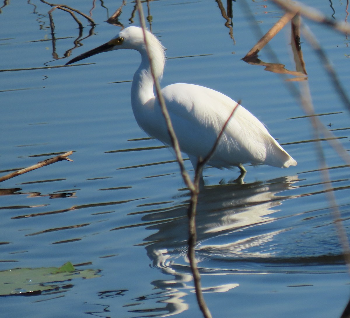Aigrette neigeuse - ML644656918