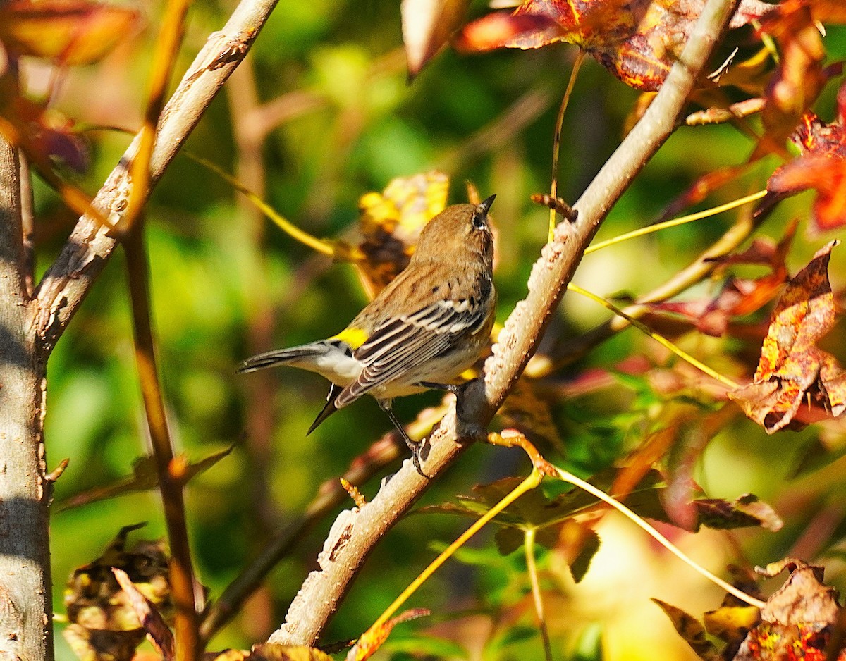 Paruline à croupion jaune (coronata) - ML644656919