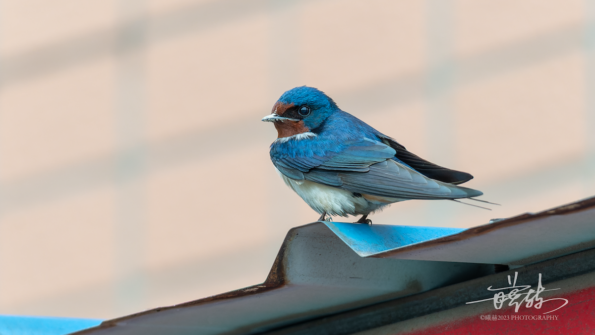 Hirondelle rustique - ML644656920