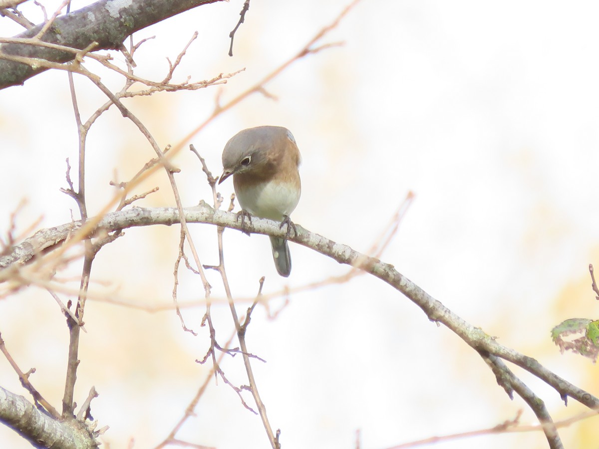 Merlebleu de l'Est - ML644656921