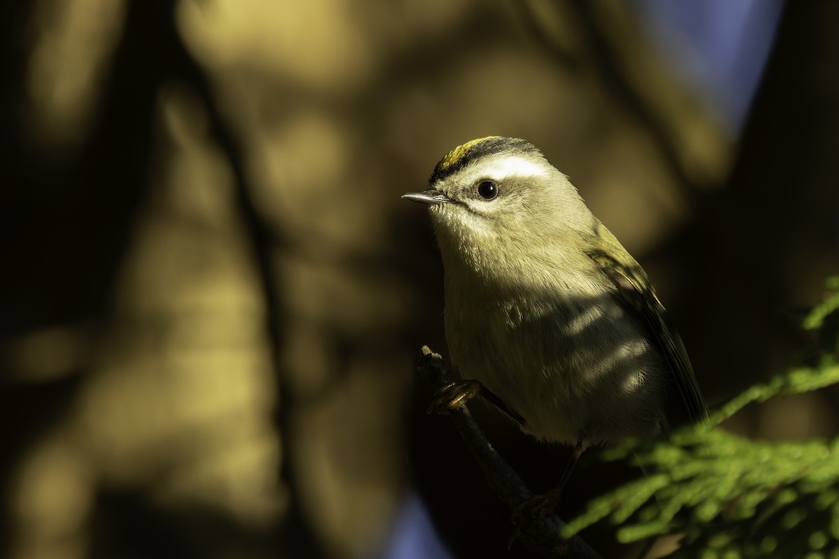 Roitelet à couronne dorée - ML644656922
