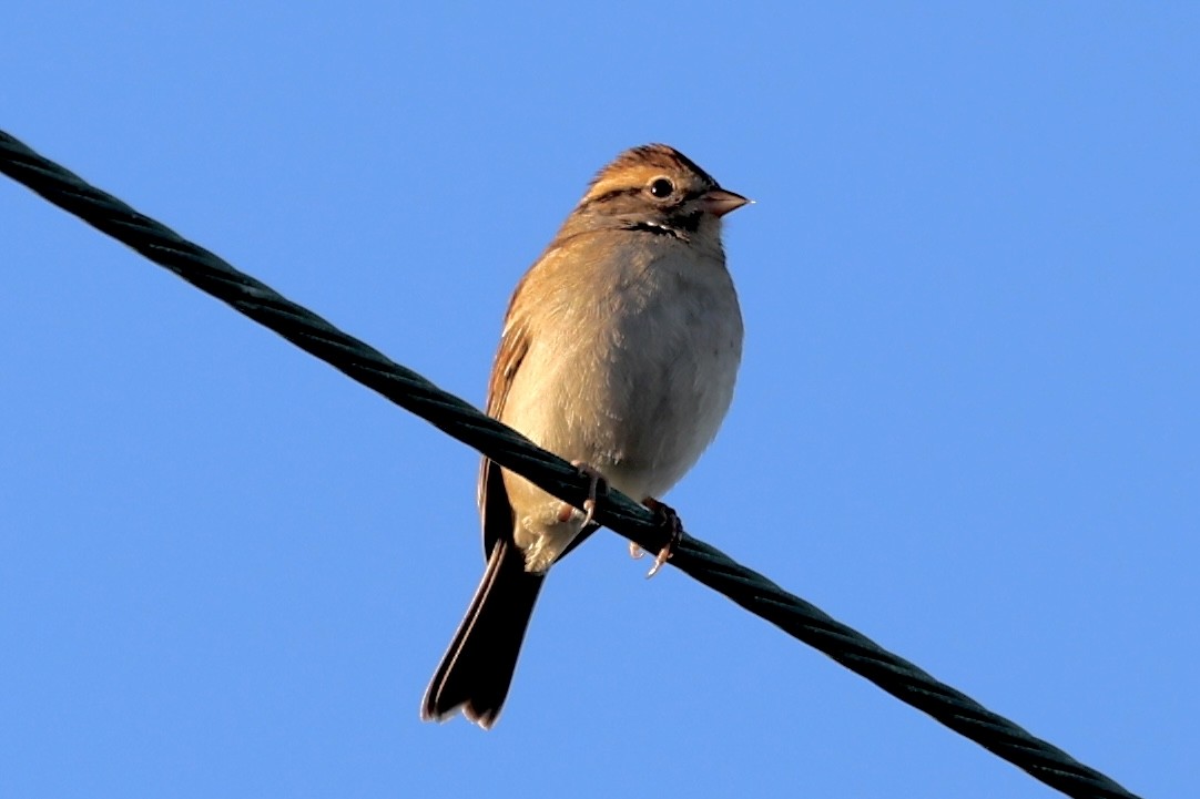 Bruant familier - ML644656924