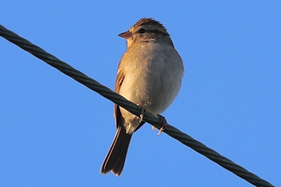 Bruant familier - ML644656925