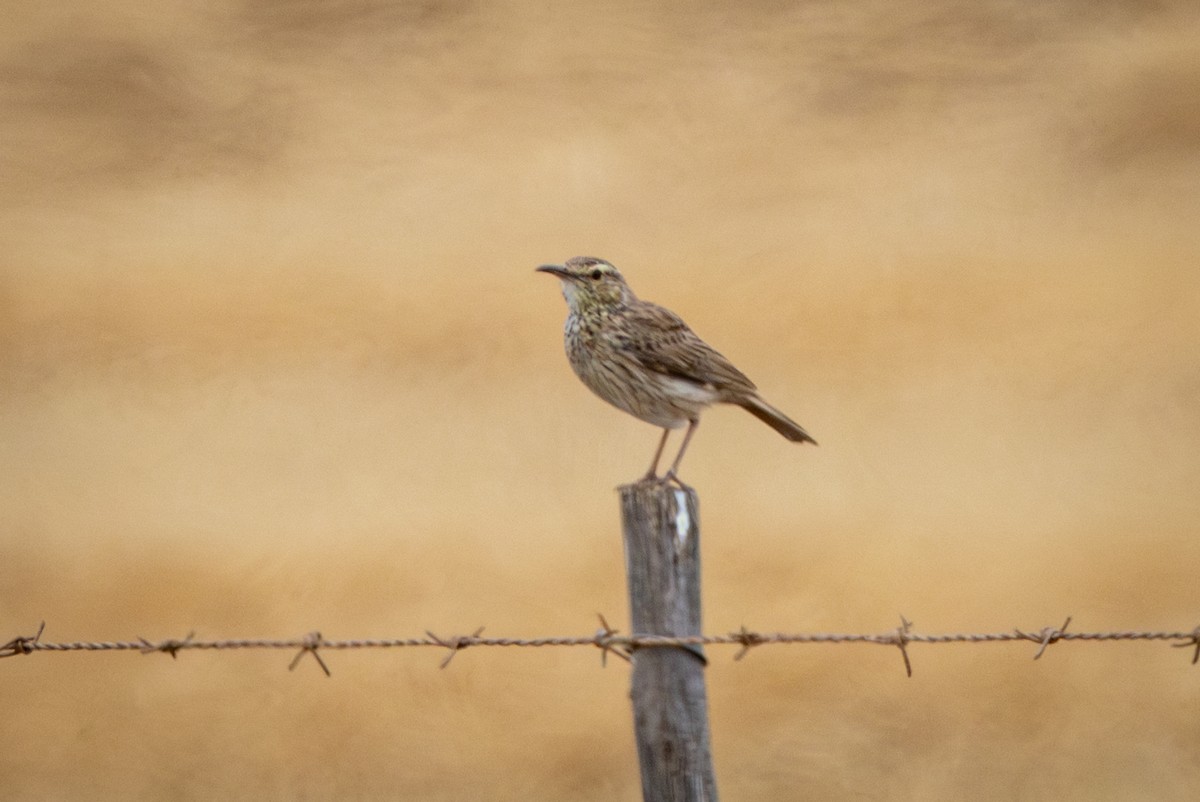 Alouette cendrille - ML644656926