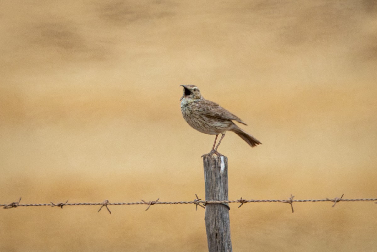 Alouette cendrille - ML644656927
