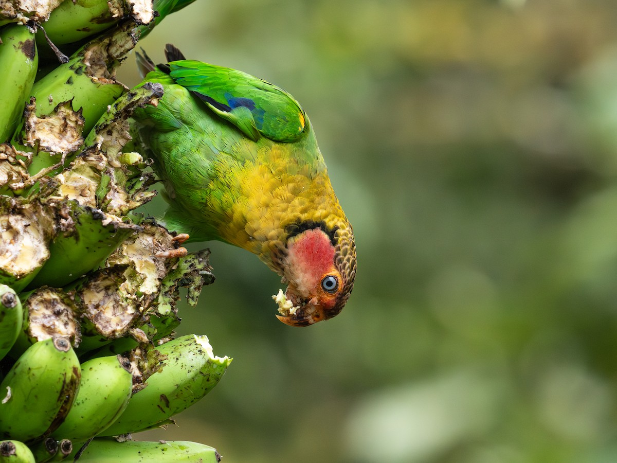 Caïque à joues roses - ML644656928