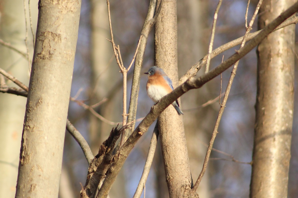Merlebleu de l'Est - ML644656929