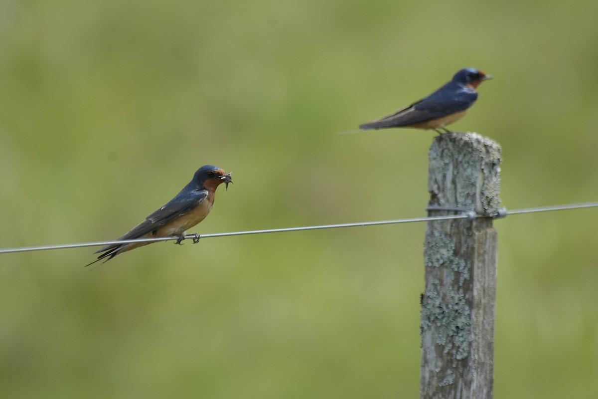 Hirondelle rustique - ML644656931