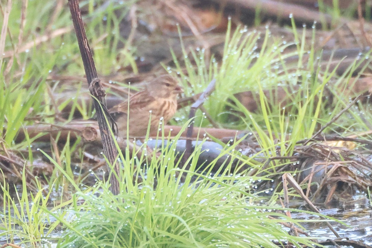 Linotte mélodieuse - ML644656932