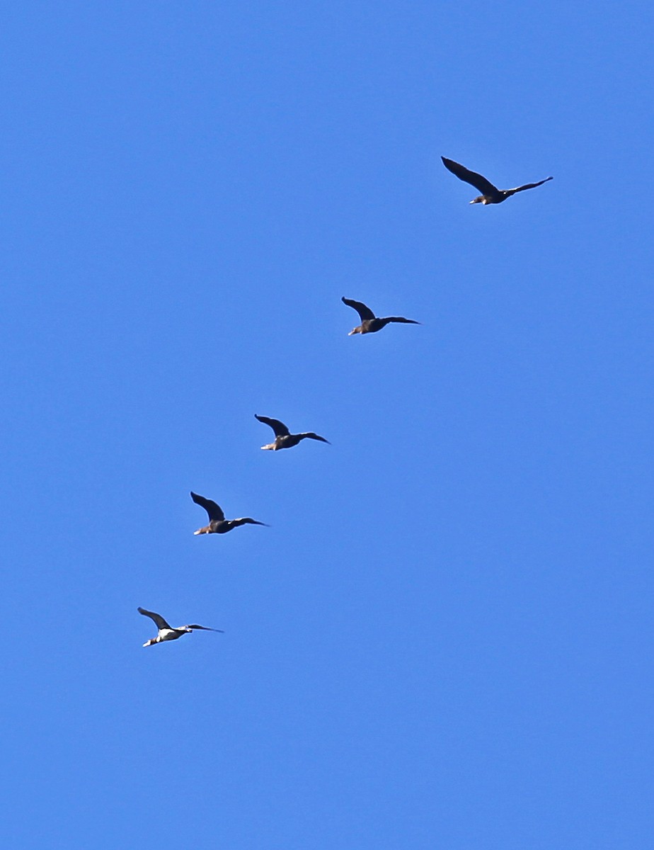 Cormoran à aigrettes - ML644656933