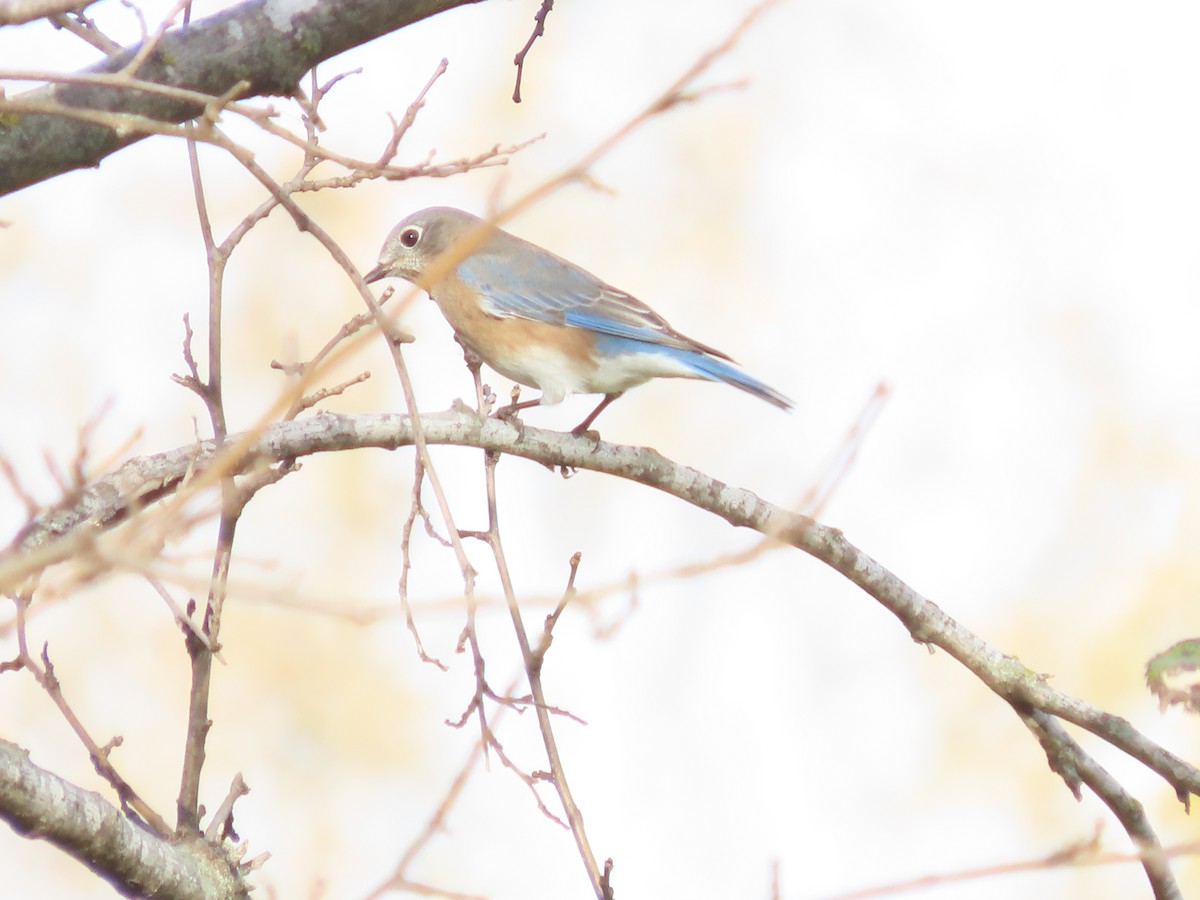 Eastern Bluebird - ML644656936