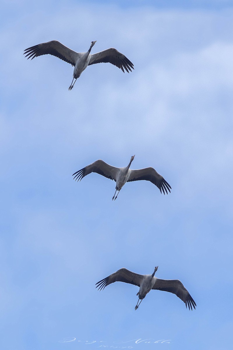 Common Crane - ML644656939