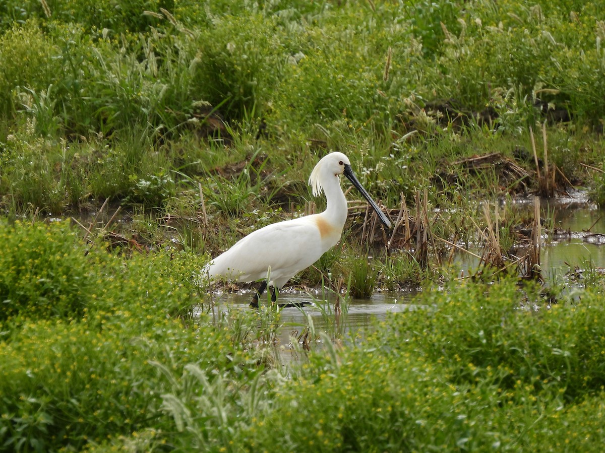 Spatola - ML644656941