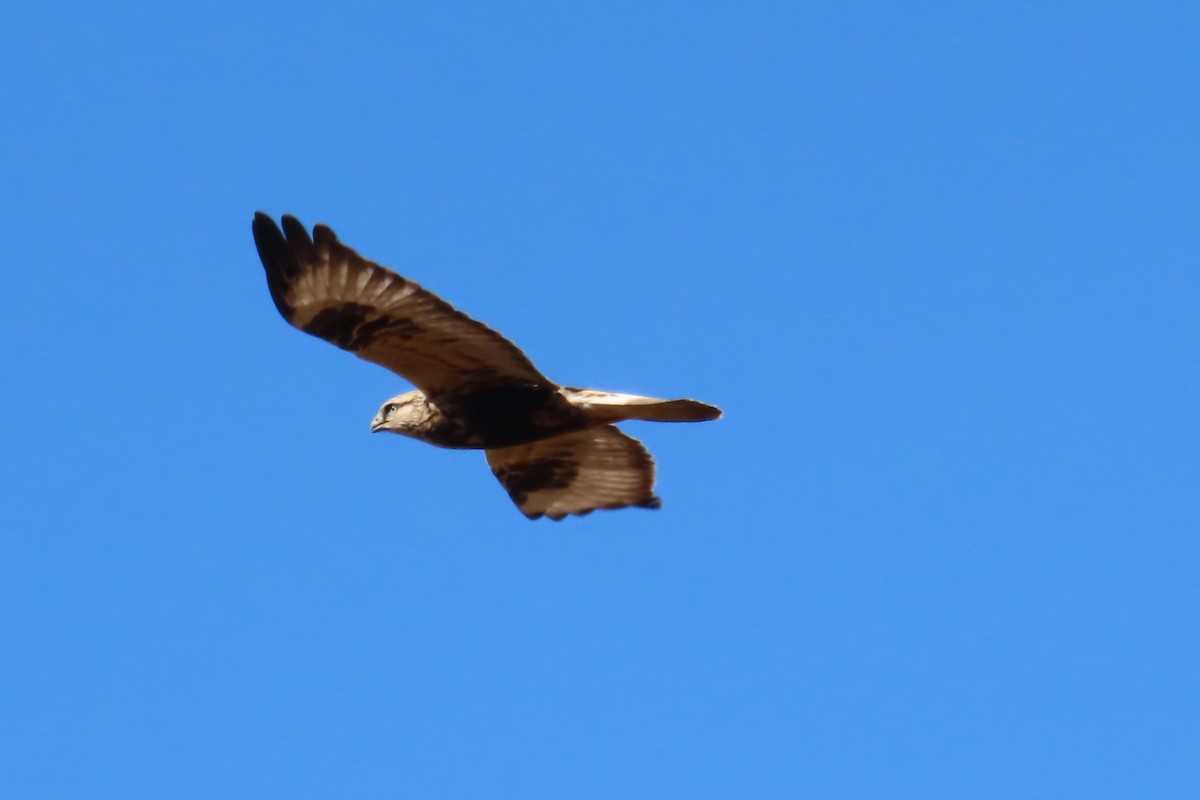 Rough-legged Hawk - ML644656949
