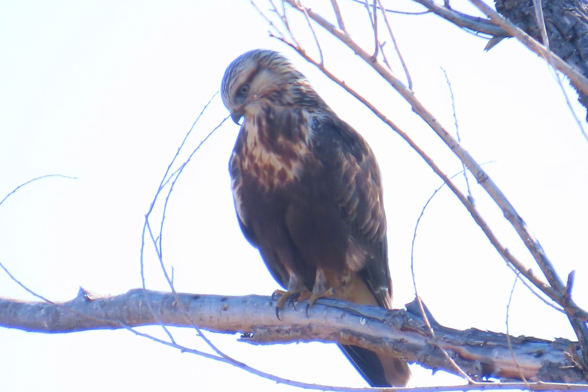 Rough-legged Hawk - ML644656952