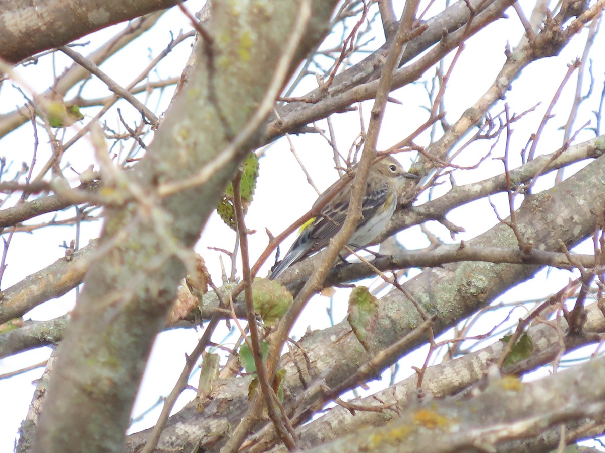 Yellow-rumped Warbler - ML644656957
