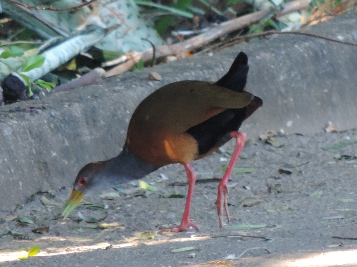 Gray-cowled Wood-Rail - ML644656961
